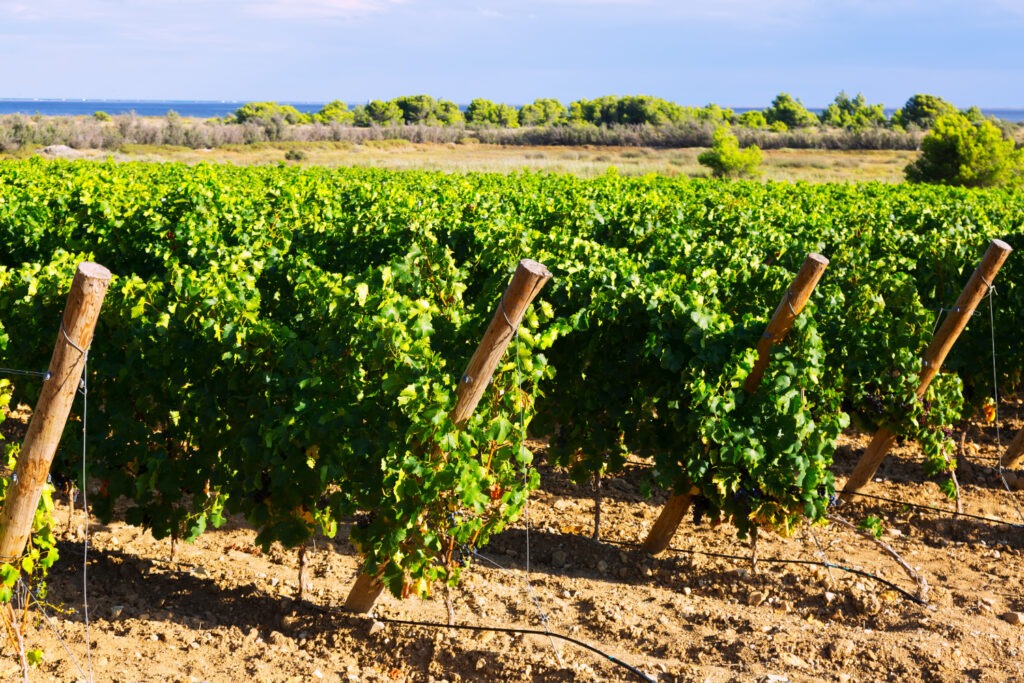 Ländliche Landschaft in der Weinberganlage - Weinland USA ist so besonders