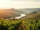 Rebsorte Ribera del Duero