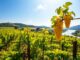 Rebsorte Riesling