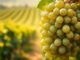 Rebsorte Sauvignon Blanc