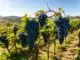 Touriga Nacional Portugal