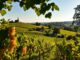 Weinanbaugebiet Champagne