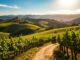 Weinanbaugebiet Languedoc-Roussillon
