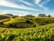 Weinregion Azoren