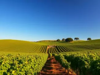 Weinregion Central Coast