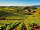Weinregion La Mancha