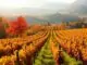 Weinreise Schweiz Herbst