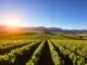 Weinregion Swartland