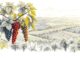 Tempranillo Guide