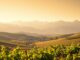 wein südafrika unbekannte regionen