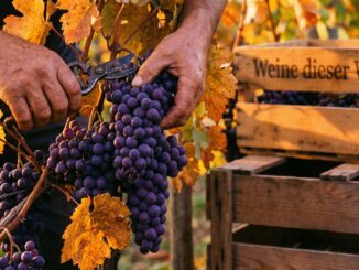 königskobra thailand