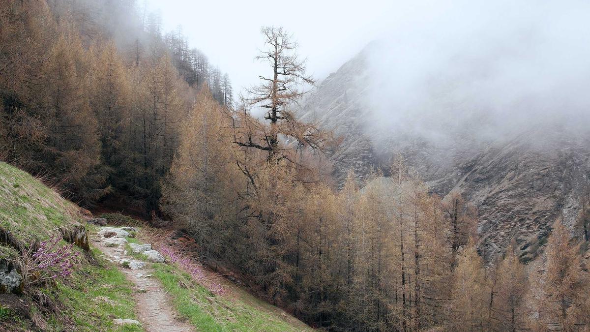 El Mencho Tot Symbolbild zum Thema El Mencho Tot