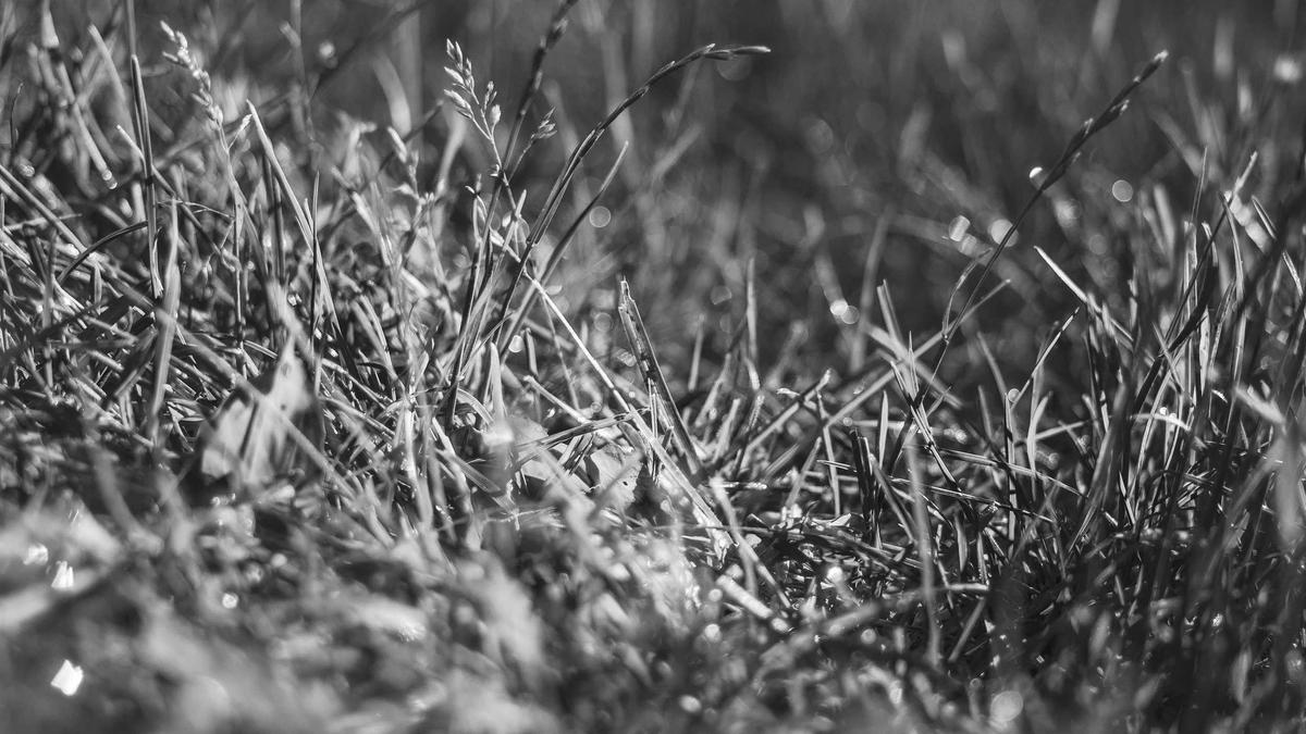 Illustration zu Familiendrama Eimke