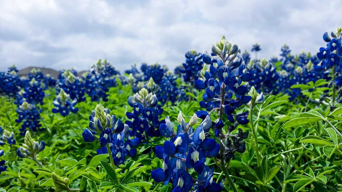 Illustration zu FC Porto