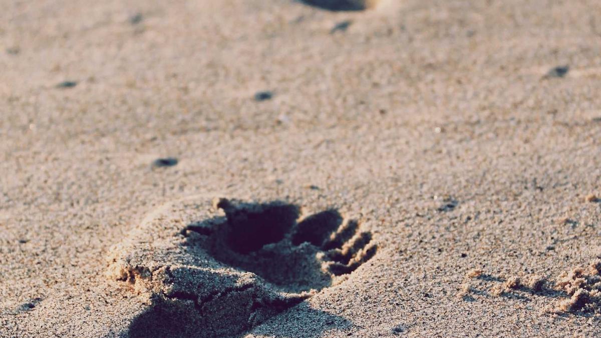 Illustration zu Günther Jauch