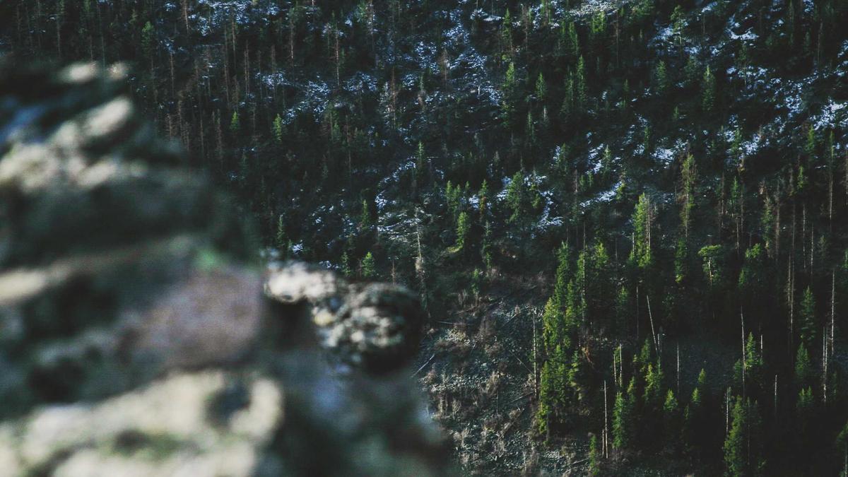 Krötenwanderung Detailansicht: Krötenwanderung