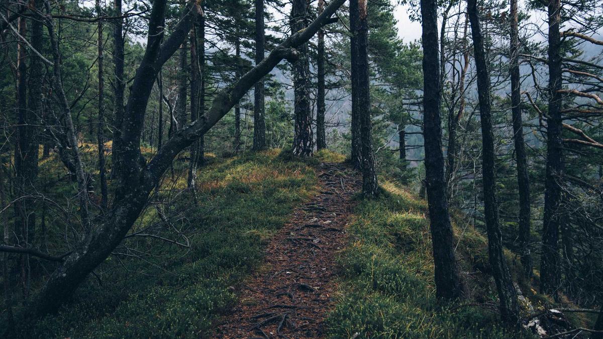 Meerjungfrau Flosse Symbolbild zum Thema Meerjungfrau Flosse