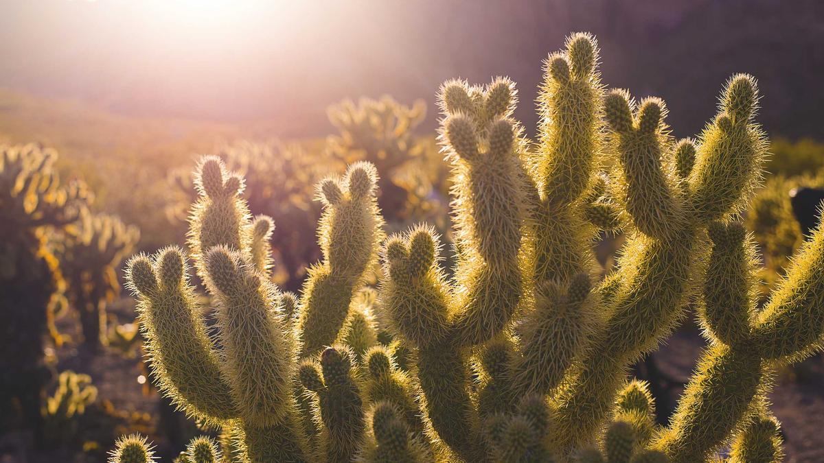 Meerjungfrau Flosse Detailansicht: Meerjungfrau Flosse