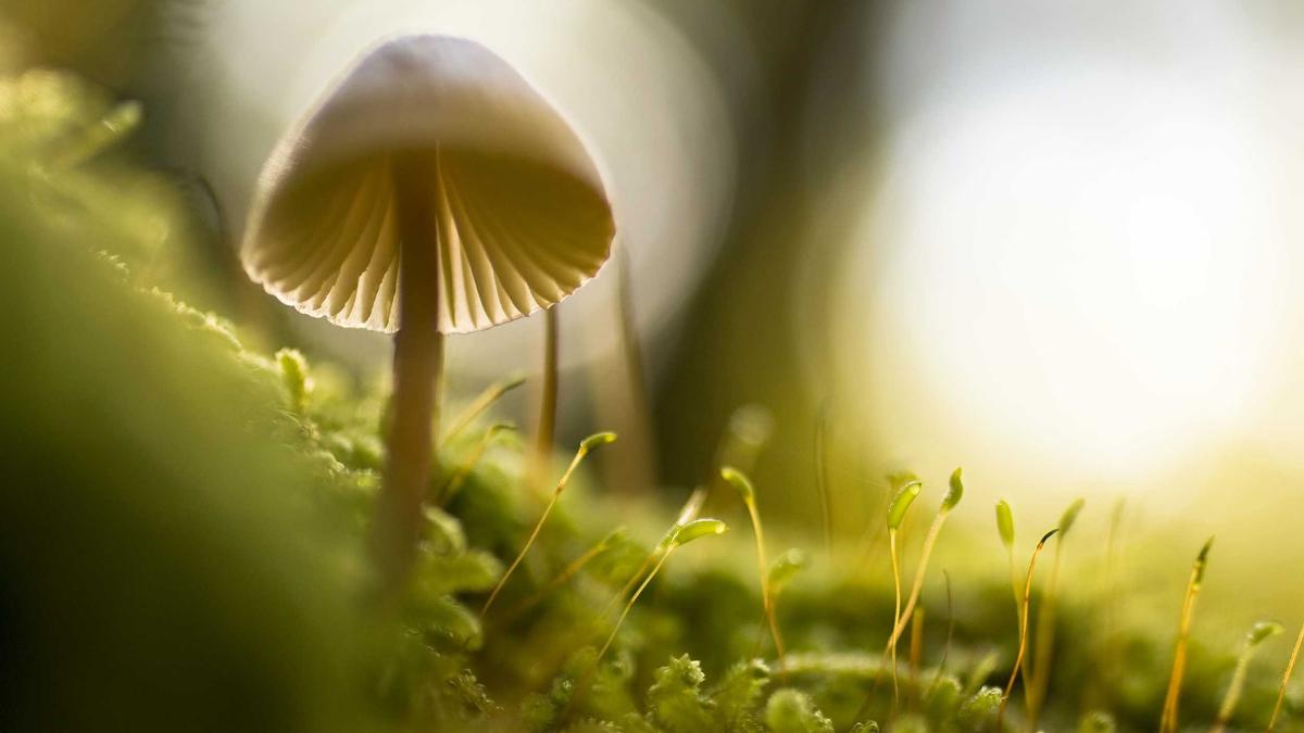 Illustration zu Milano Rapper