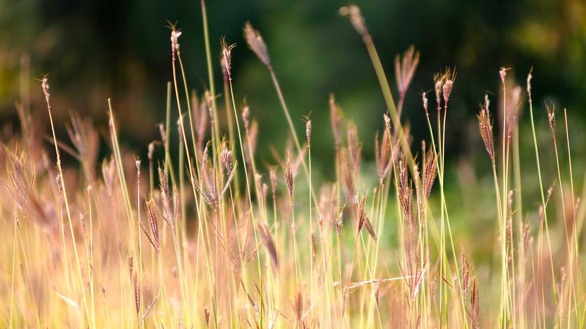 Illustration zu Openai ChatGPT Schützin