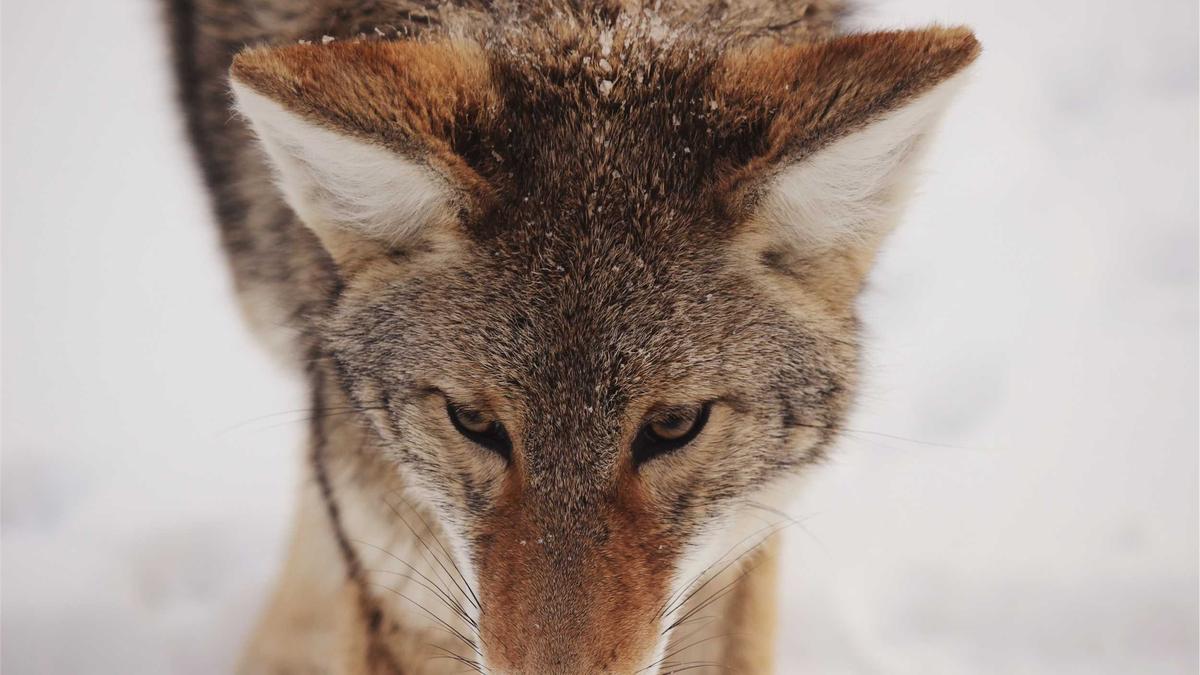 Symbolbild zum Thema Papst Leo