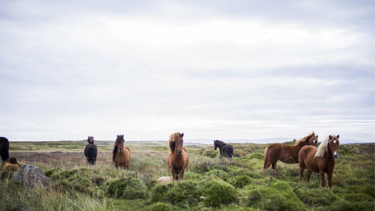 Symbolbild zum Thema Parkside Lidl