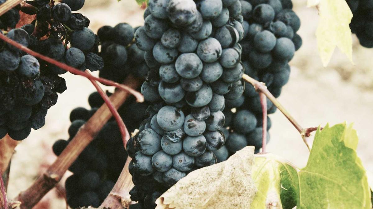 Symbolbild zum Thema Schimmel Im Bad Entfernen