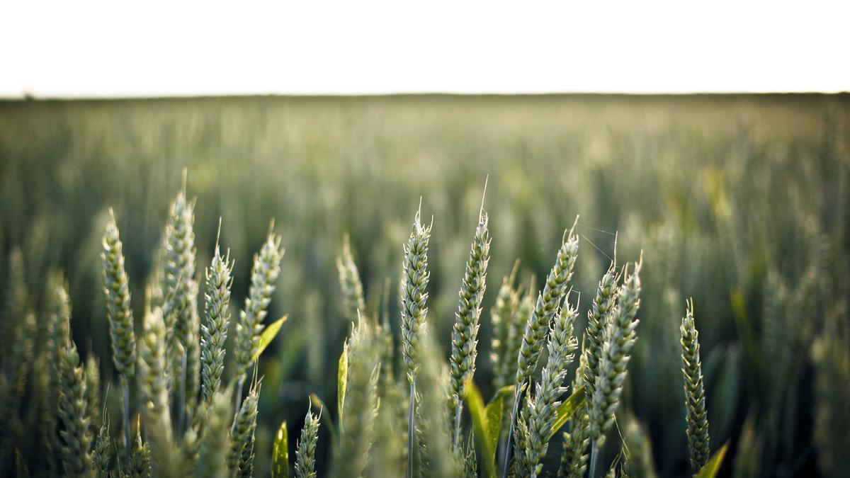 Detailansicht: Verkehrszeichen Haifischzähne