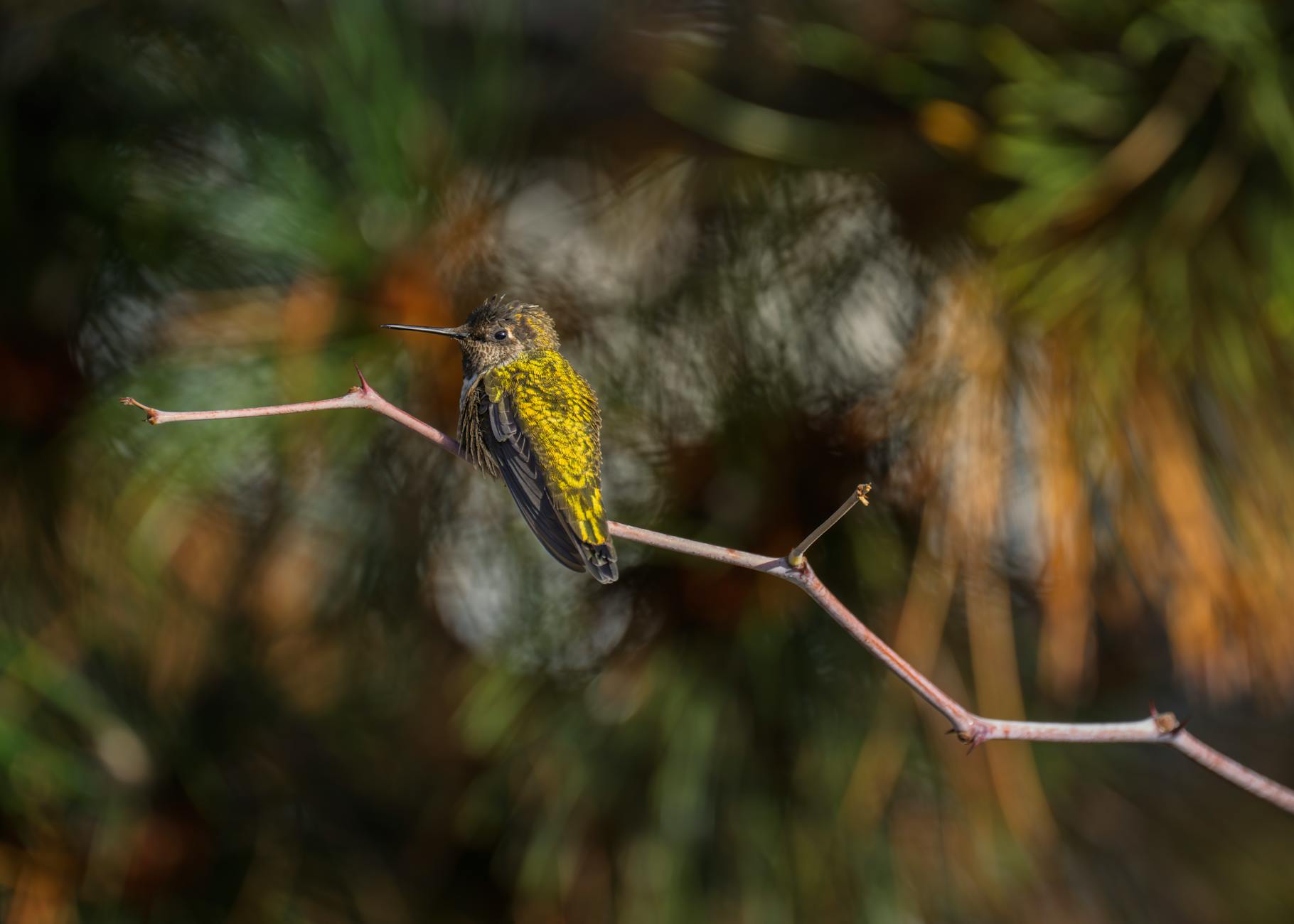 Illustration zu Anna Schaffelhuber
