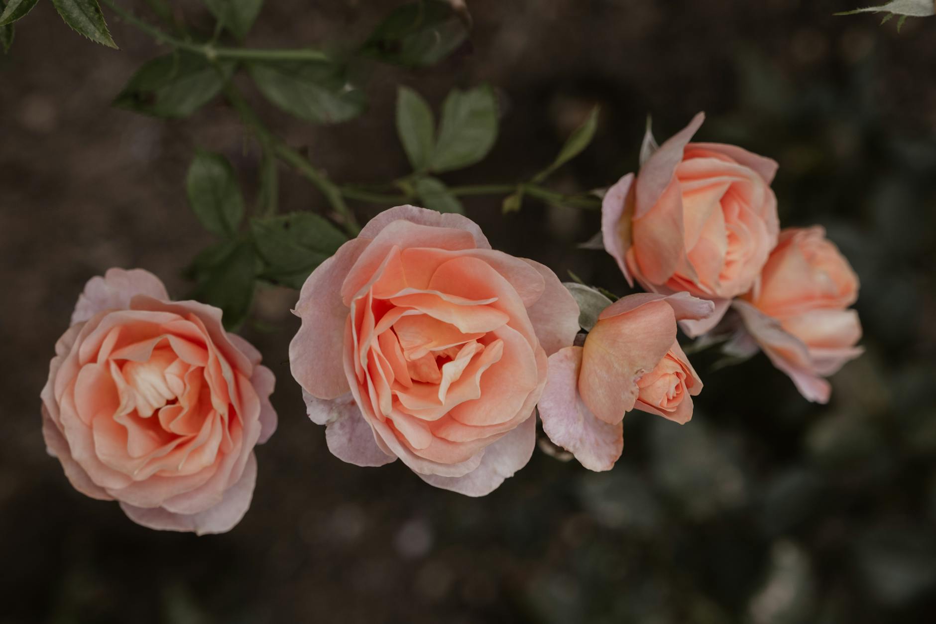 Illustration zu Antifeminismus Deutschland