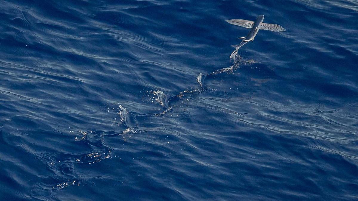 Ausländische Häftlinge Symbolbild zum Thema Ausländische Häftlinge