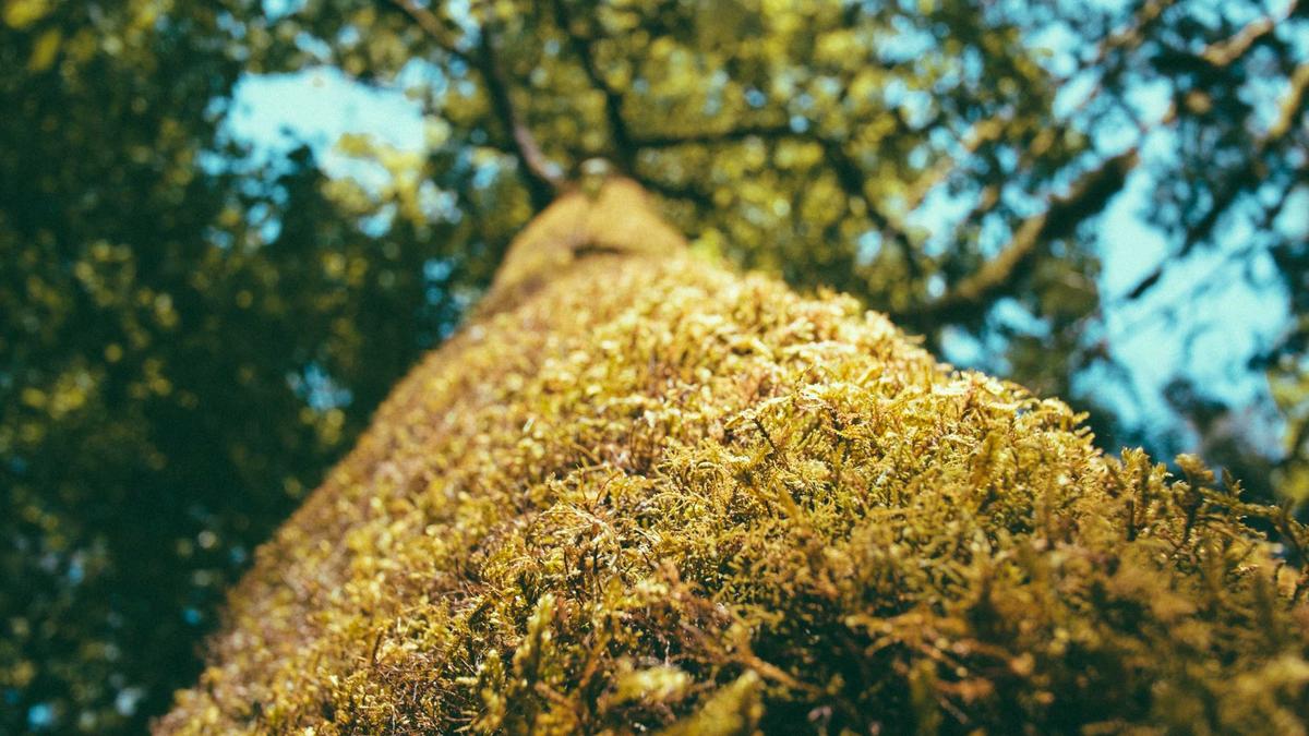 Bombendrohung Kaiserslautern Symbolbild zum Thema Bombendrohung Kaiserslautern