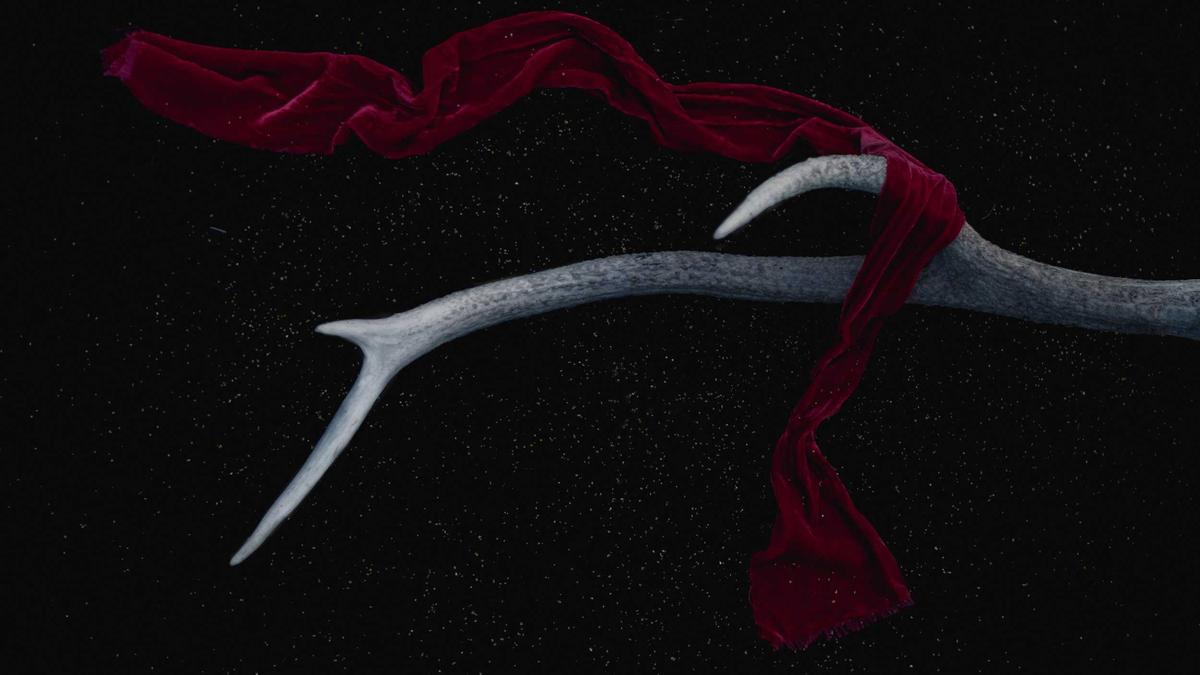 Detailansicht: Buchsbaum Schädlinge