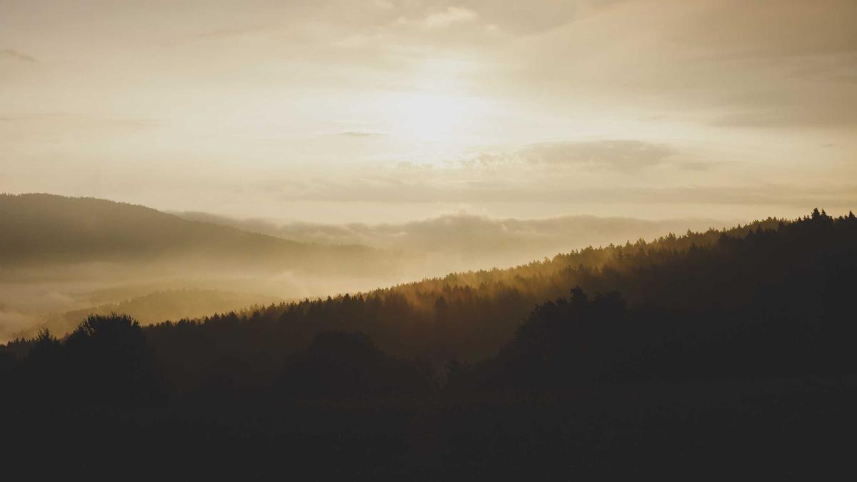 Illustration zu Buckelwal Gestrandet