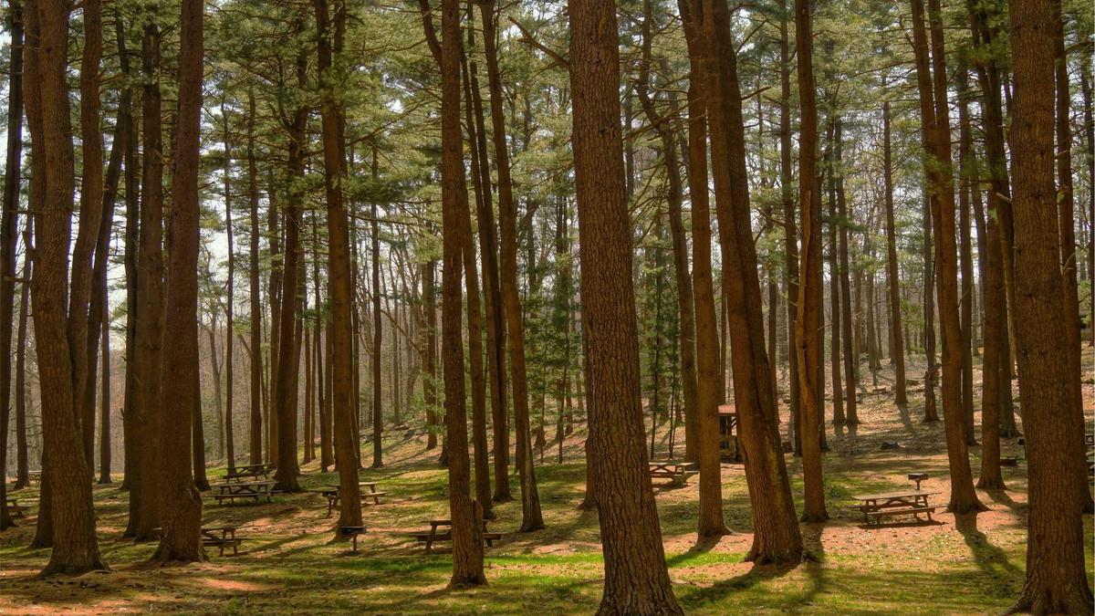 Buckelwal Ostsee Symbolbild zum Thema Buckelwal Ostsee