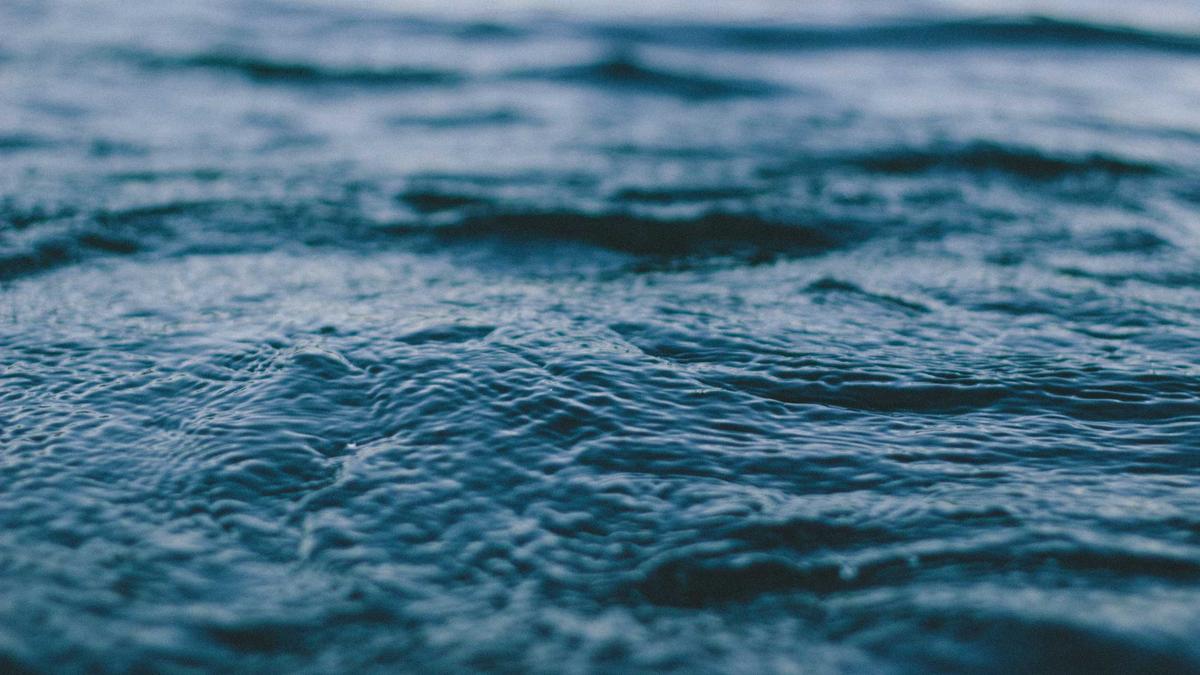 Detailansicht: Buckelwal Ostsee
