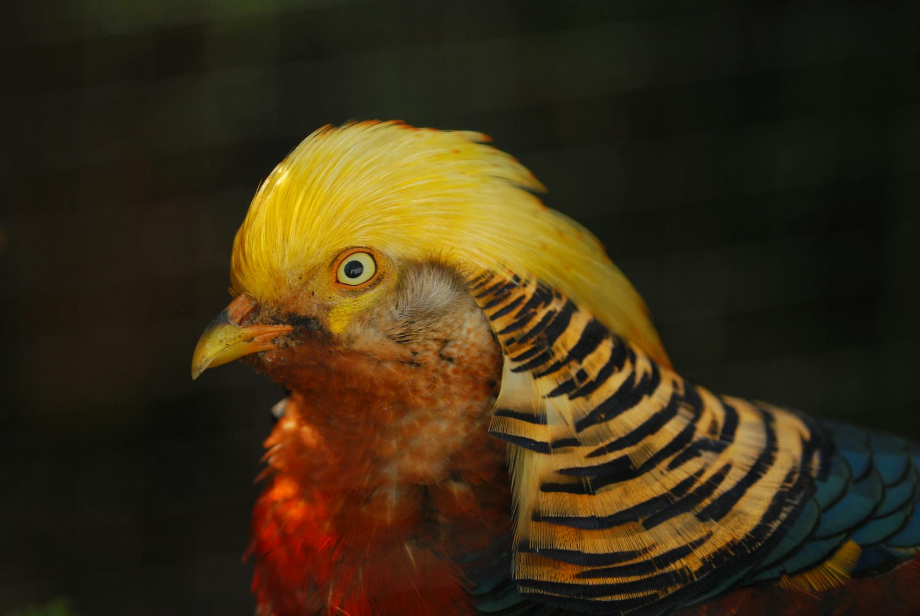 Illustration zu Busbrand Schweiz