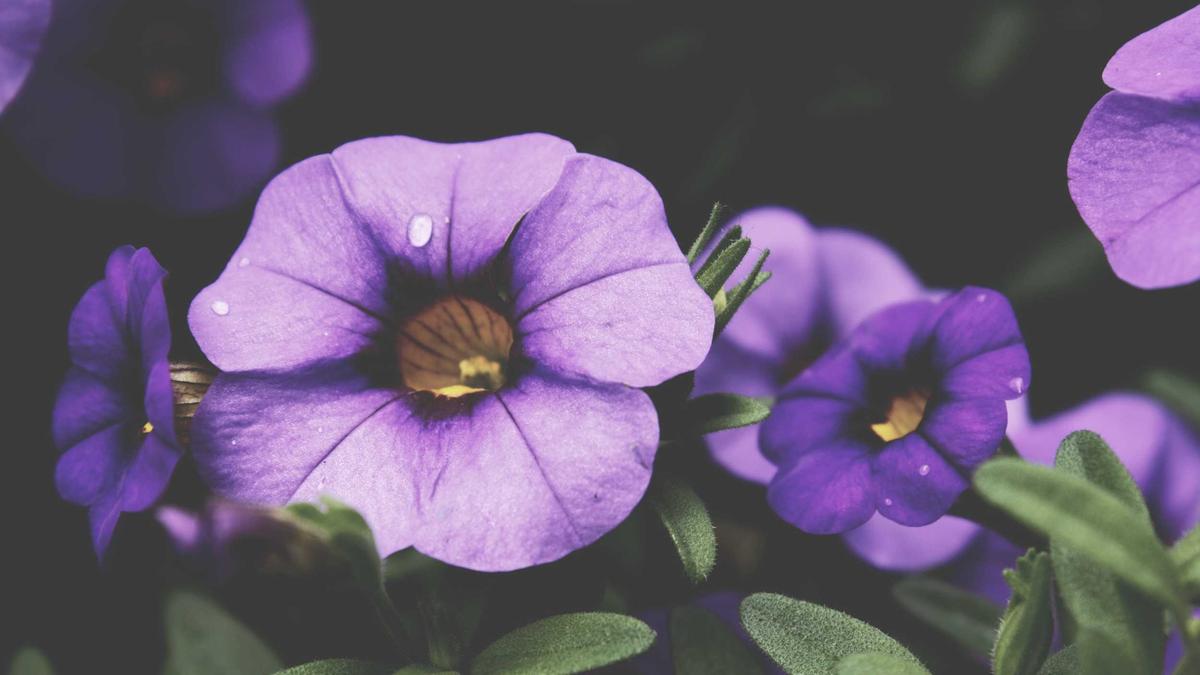 Detailansicht: Couch Reinigen