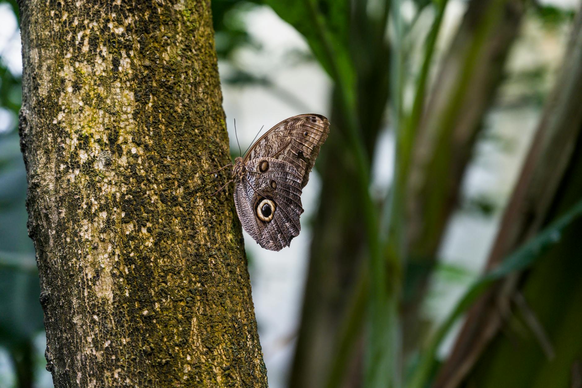 Detailansicht: Delia Schweizer