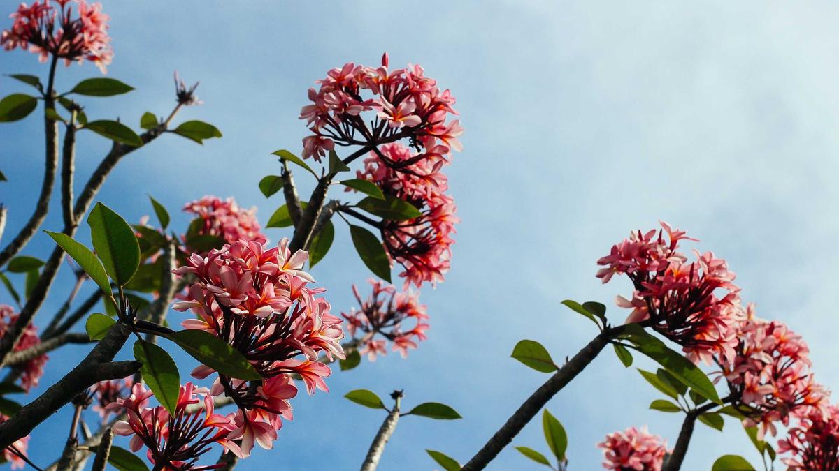 Detailansicht: Elversberg – Arminia