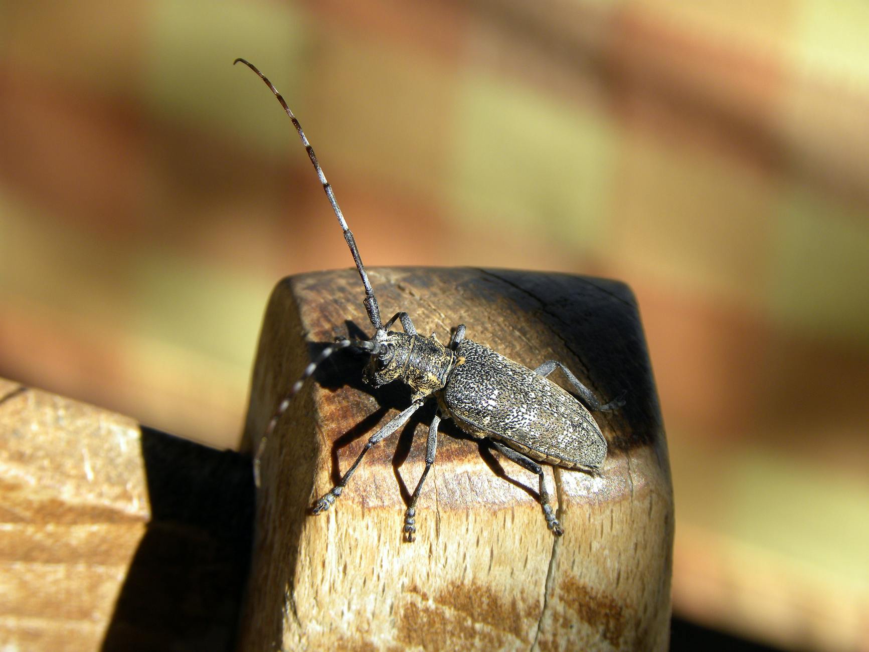 Detailansicht: Erdbeben Nordwest Griechenland