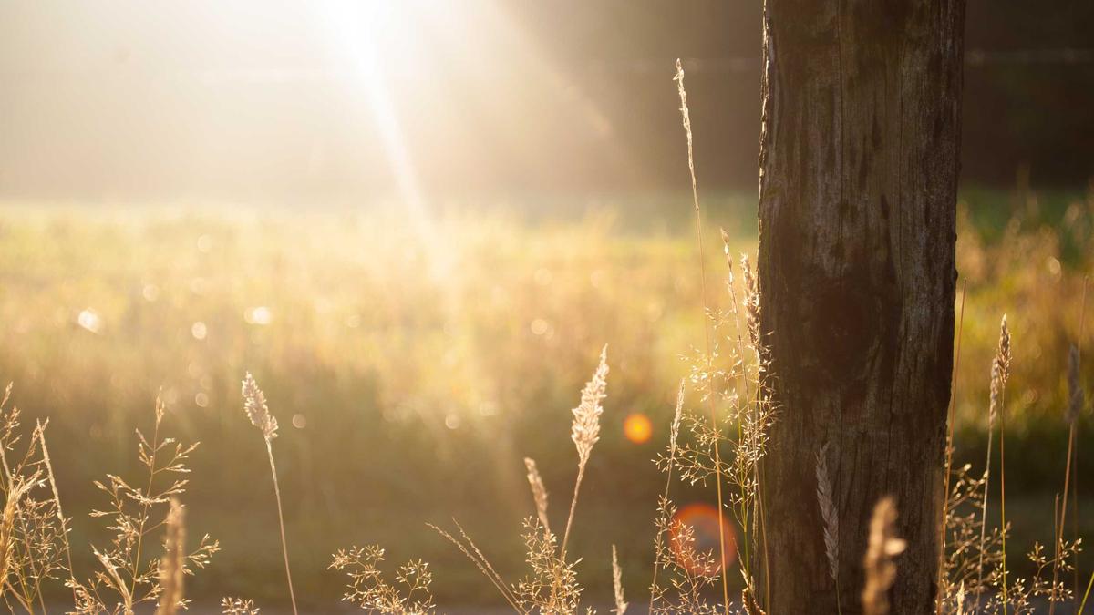 Estland Detailansicht: Estland