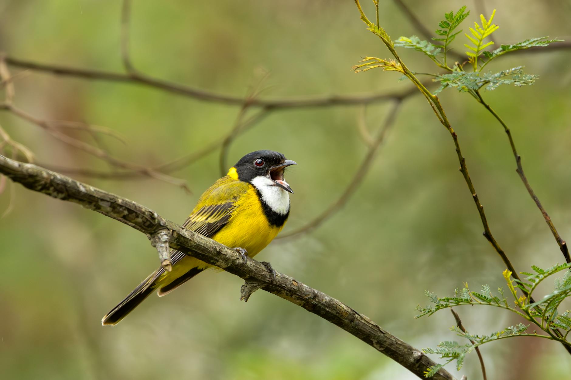 Detailansicht: Eurovision Song Contest