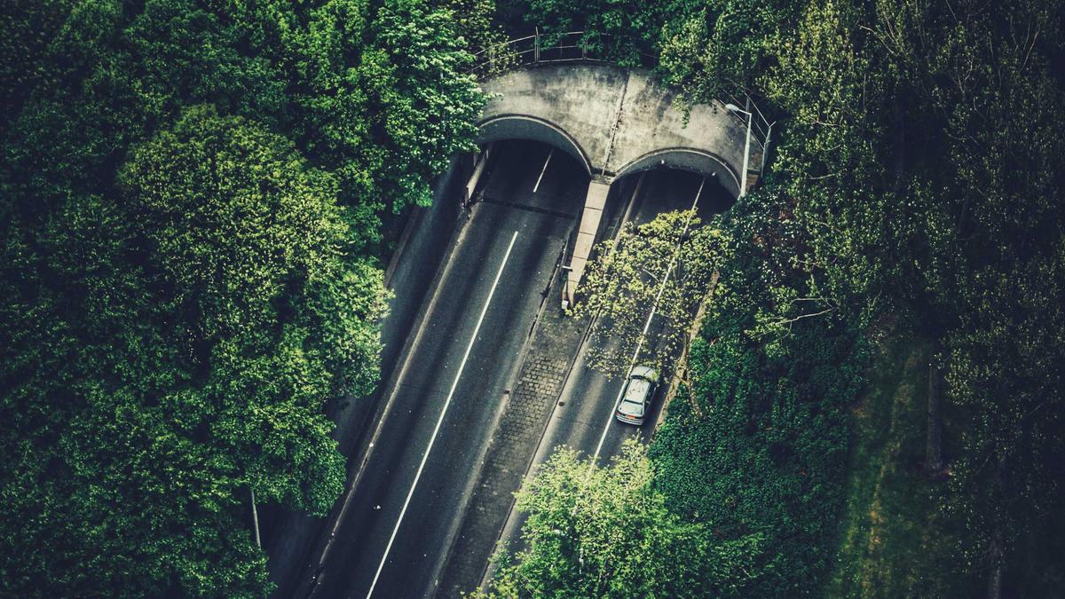 Feldhasen Deutschland Detailansicht: Feldhasen Deutschland