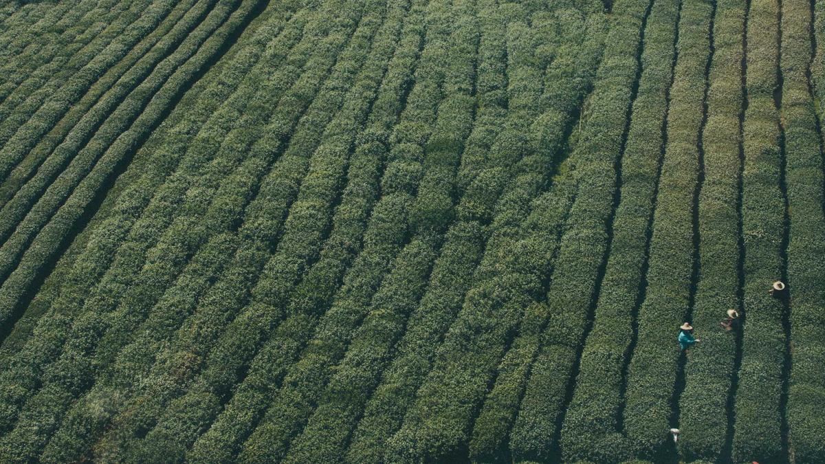 Geschirrspülmittel Illustration zu Geschirrspülmittel