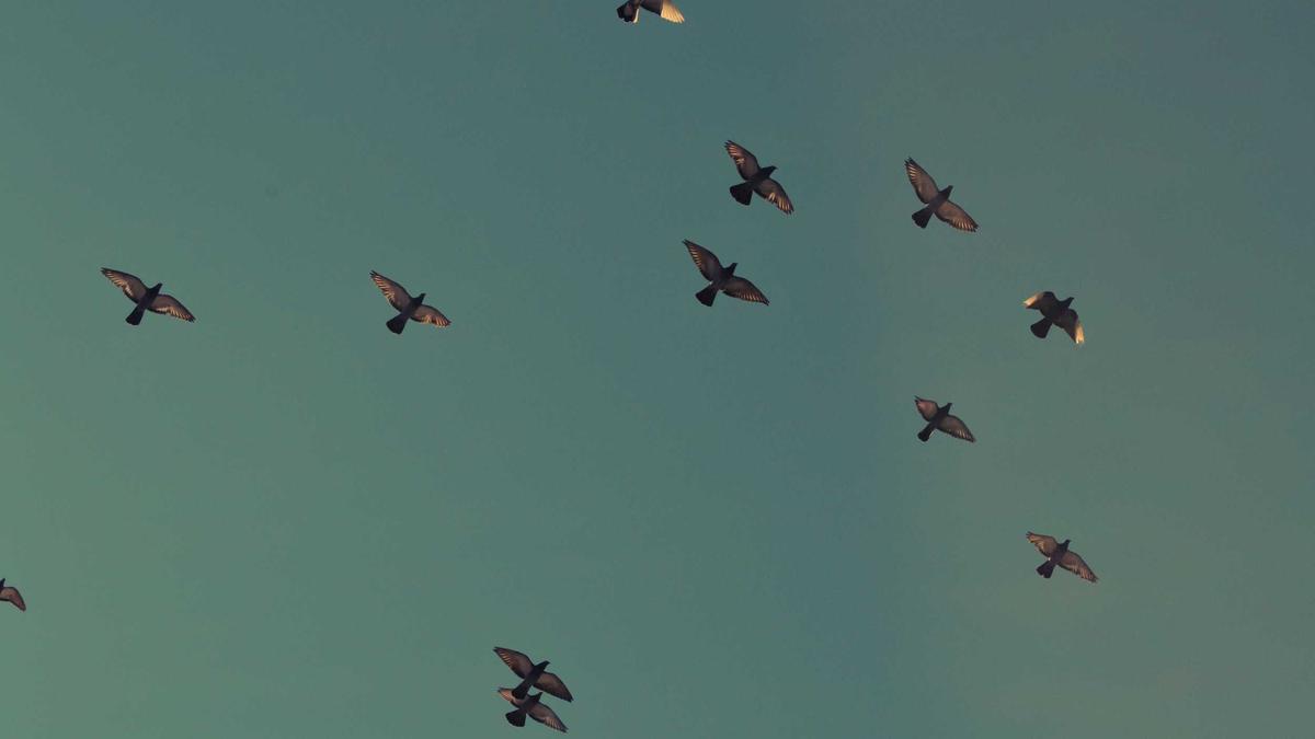 Harry Hole Netflix Detailansicht: Harry Hole Netflix