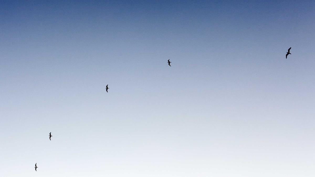 Symbolbild zum Thema Hirsch Autobahn A7