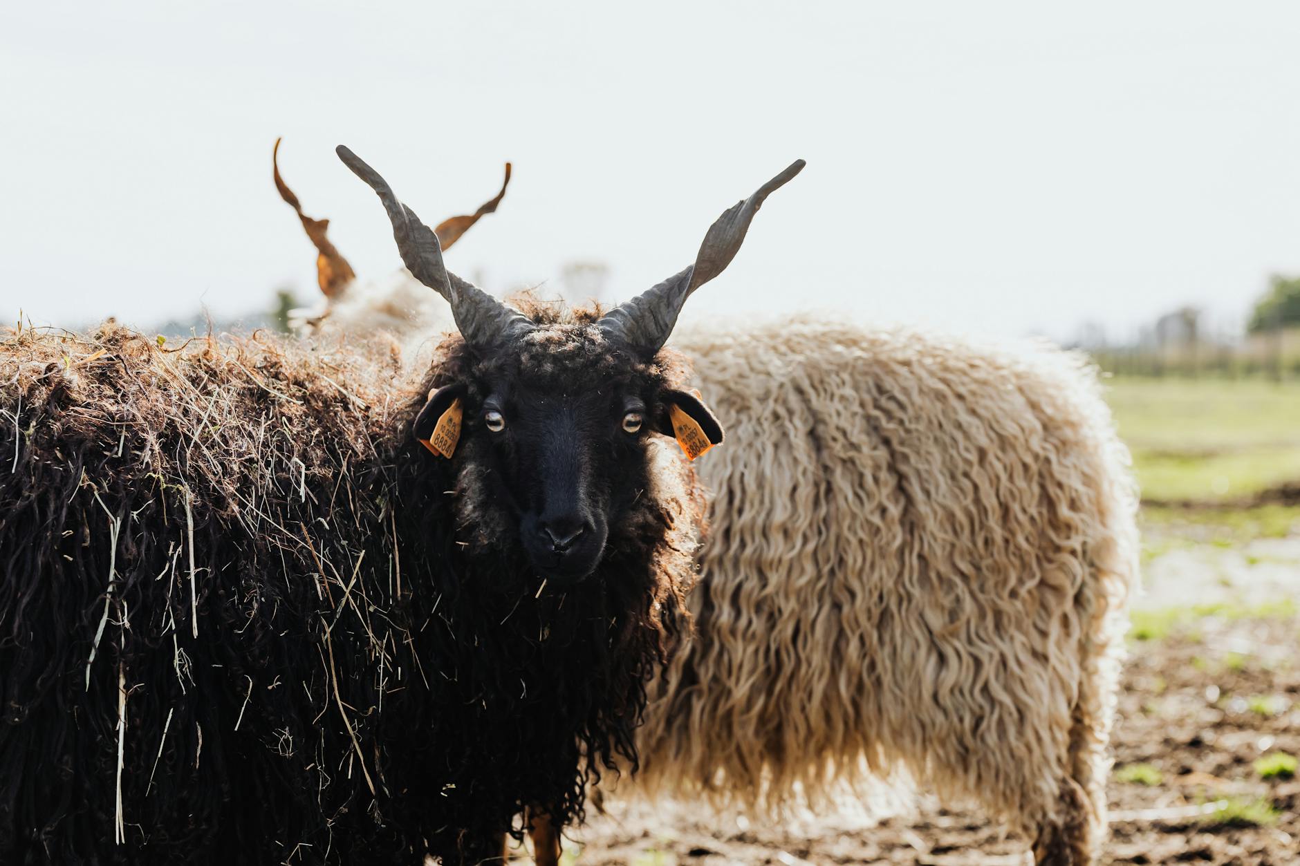 Symbolbild zum Thema Hornspäne Dünger