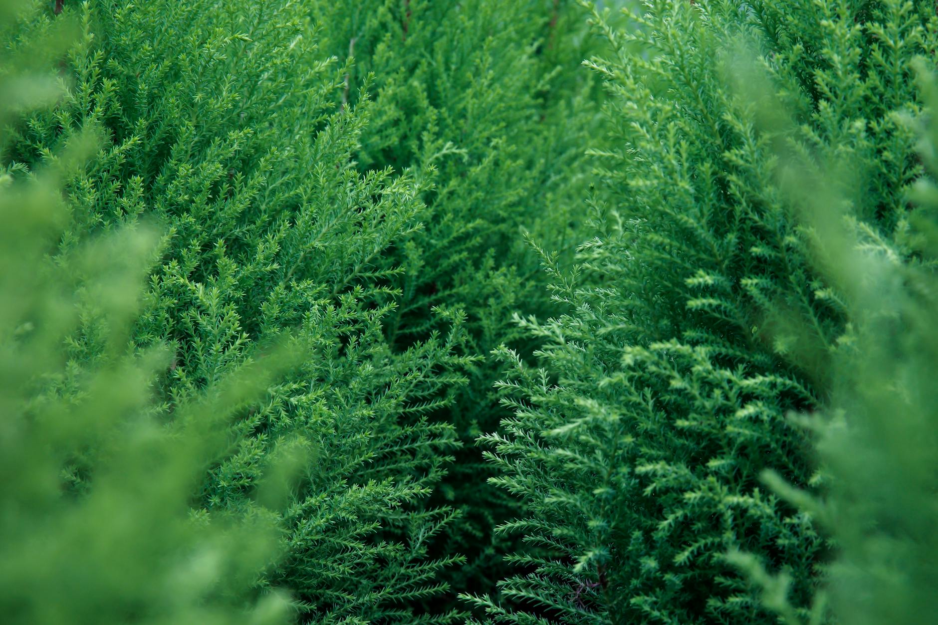 Symbolbild zum Thema Immergrüne Sträucher
