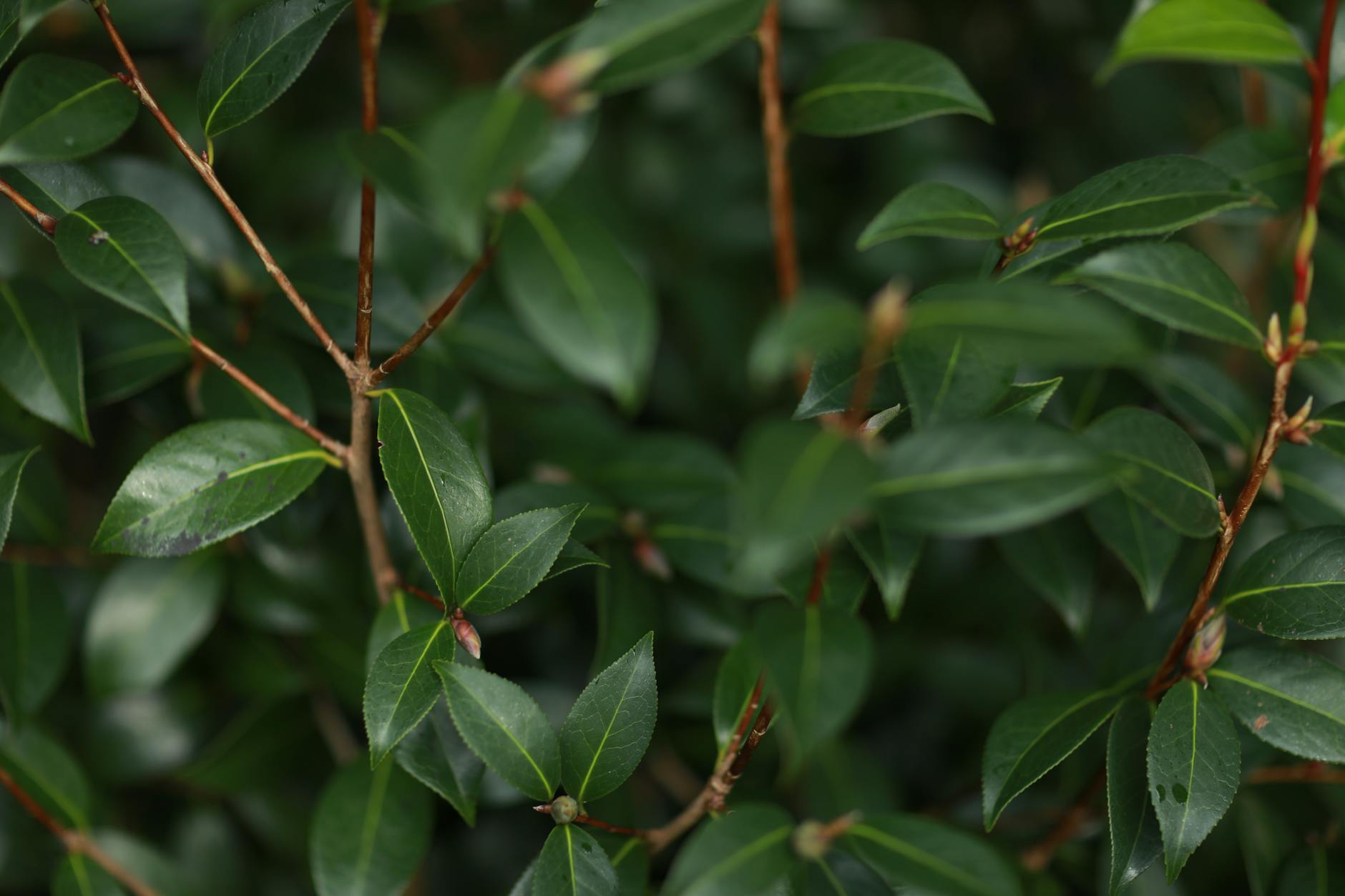 Detailansicht: Immergrüne Sträucher